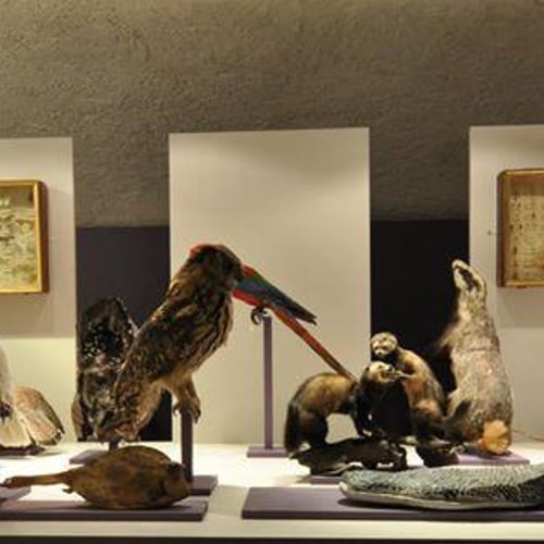 Musée D'Allard 2