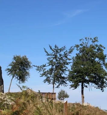 Balade contée sur les chemins du bois des Gaulois et du Sylvetum de Marols