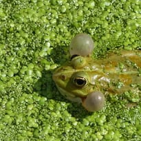 La biodiversité en ville expliquée