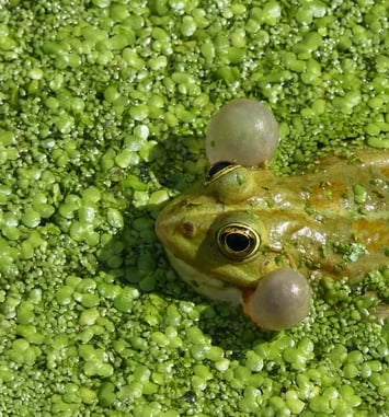 La biodiversité en ville expliquée