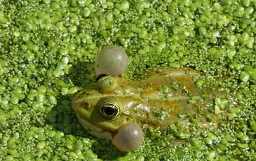 La biodiversité en ville expliquée